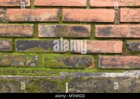 Schimmelige brick wall Stockfoto