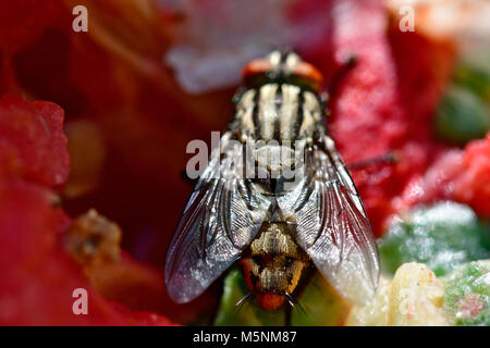 Makro Foto von Insekten und fliegen Sie direkt in die Kamera Stockfoto