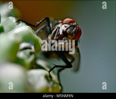 Makro Foto von Insekten und fliegen Sie direkt in die Kamera Stockfoto