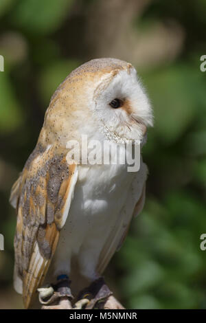 Gemeinsame oder Western Barn Owl lateinischer Name Tyto Alba eine nächtliche Raubvogel in ganz Europa und Nordafrika gefunden Stockfoto