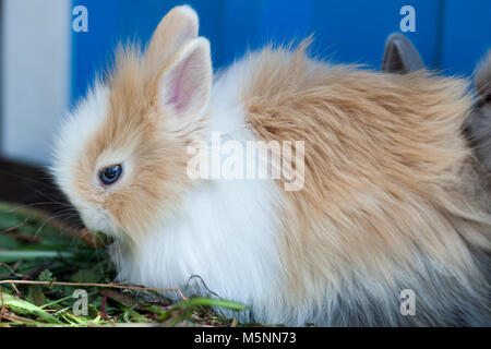 Kleine flauschige Kaninchen sitzt in einem Käfig. Stockfoto