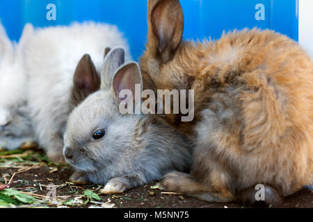 Kleine dekorative Kaninchen sitzen in einem Käfig. Stockfoto