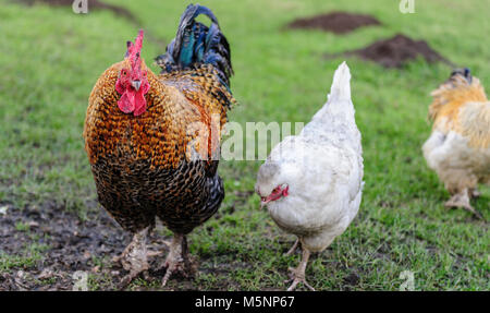 Huhn und Henne gehen Seite an Seite Stockfoto