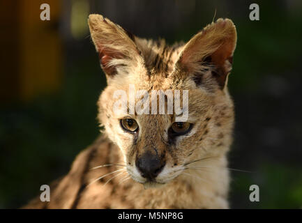 Serval. Felis Serval. (Leptailurus serval). Nach oben Schließen Stockfoto