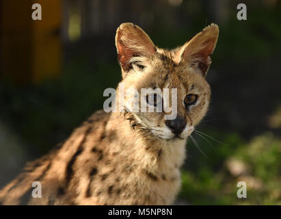 Serval. Felis Serval. (Leptailurus serval). Nach oben Schließen Stockfoto