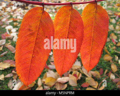 Herbst Blatt Farbe auf eine Gruppe von Blättern Stockfoto