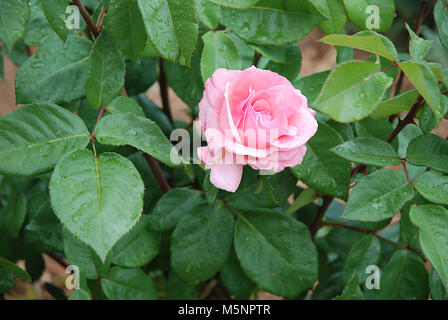 Rosa Rose. Stockfoto