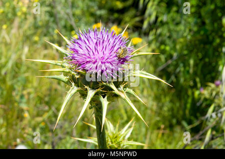 Baumwolle thistle Blume. Ansicht schließen. Stockfoto