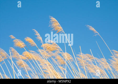 Reed gegen den blauen Himmel. Stockfoto
