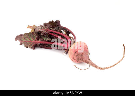 Rote Beete auf weißem Hintergrund Stockfoto