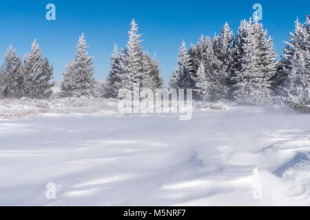 Kleine Bäume Wald im Winter Berg Fichte, winterlichen Wunderland Landschaft mit Kopie Raum, Vitosha National Park, Bulgarien Stockfoto