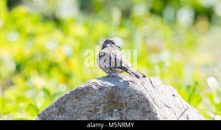 Inca Dove (Columbina Inca) auf einem Felsen thront in Mexiko Stockfoto