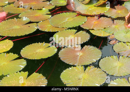 Wasserrose schwimmend in einem Teich Stockfoto