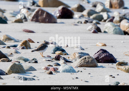 Semipalmated Plover (Charadrius semipalmatus) auf weißem Sand, Felsstrand in Mexiko Stockfoto