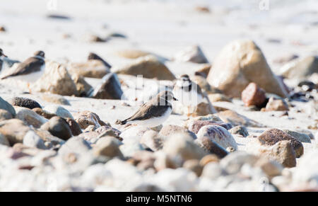 Semipalmated Plover (Charadrius semipalmatus) auf weißem Sand, Felsstrand in Mexiko Stockfoto