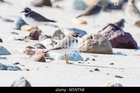 Semipalmated Plover (Charadrius semipalmatus) auf weißem Sand, Felsstrand in Mexiko Stockfoto