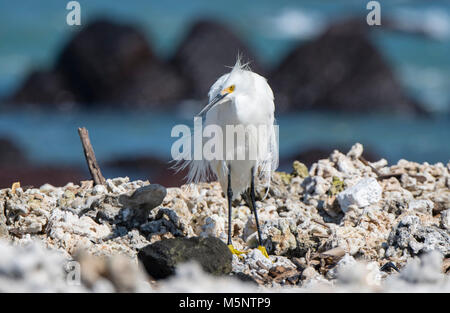 Snowy Egret (Egretta thula) auf einem felsigen Strand in Mexiko Ruhen Stockfoto