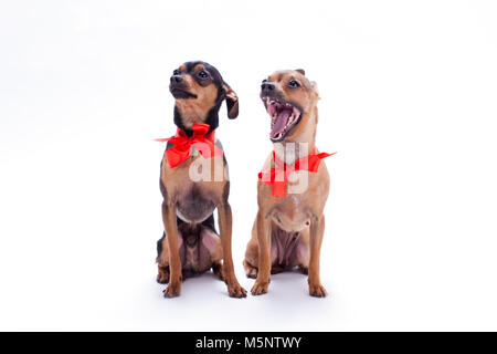 Russische toy-Terrier und Chihuahua in rote Schleifen. Stockfoto