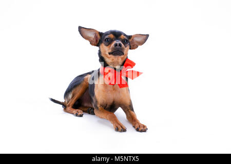 Schöne schlanke Schwarzhaarige russische toy-Terrier. Stockfoto