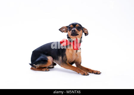 Schlanke schwarzhaarige toy-Terrier mit roter Schleife. Stockfoto