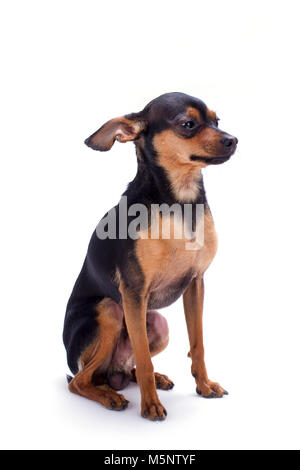 Russische toy-Terrier, weißen Hintergrund. Stockfoto