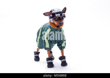 Toy Terrier im Winter Sport Kleidung. Stockfoto