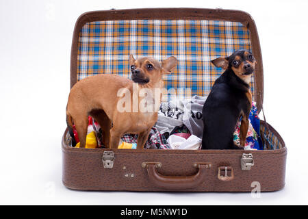 Chihuahua und Toy-Terrier im Reisekoffer. Stockfoto