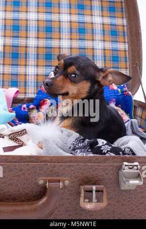 Portrait von Toy-Terrier im Koffer. Stockfoto