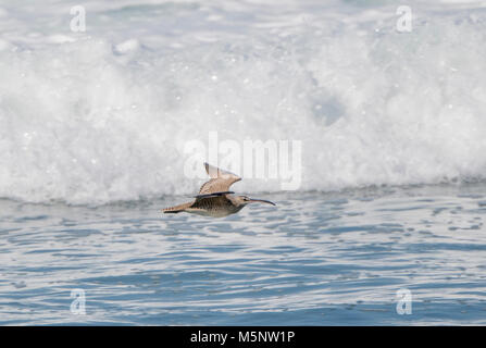 Regenbrachvogel (Numenius phaeopus) fliegen tief über den Wellen des Ozeans in Mexiko Stockfoto