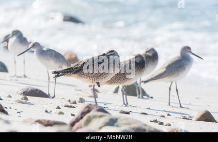 Regenbrachvogel (Numenius phaeopus) auf weißem Sand, Felsstrand in Mexiko Ruhen Stockfoto