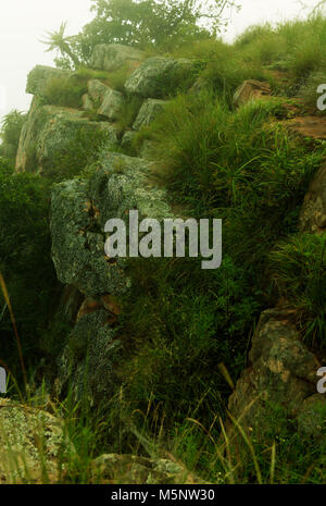 Grüne Pflanzen wachsen auf Sandstein Felsen der Felsen im Tal der 1000 Hügel, in der Nähe von Durban Stockfoto