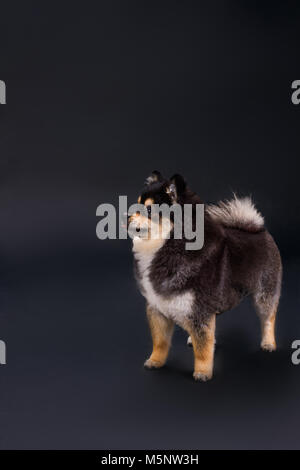 Wunderbar weiche spitz, Studio gedreht. Stockfoto