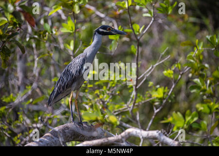 Gelbe Krone Night Heron auf dem neuen Fluß an den Ruinen von Lamanai in Belize Stockfoto