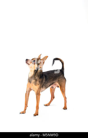 Süße kleine toy-Terrier, weißen Hintergrund. Stockfoto