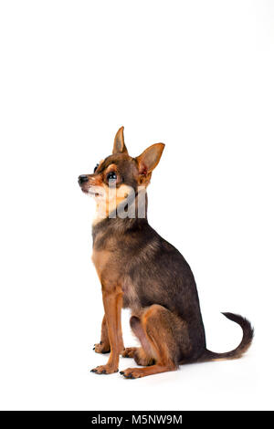 Kleine schlanke schwarzhaarige Hund, Studio gedreht. Stockfoto