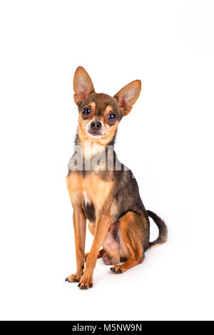 Studio shot Schöne russische toy-Terrier. Stockfoto