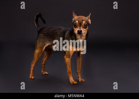 Toy-Terrier, Studio shot domestiziert. Stockfoto