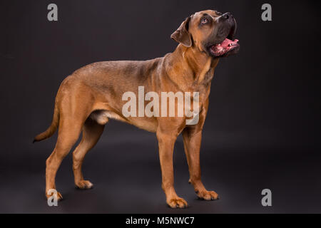 Süße braune pedigreed Hund. Stockfoto