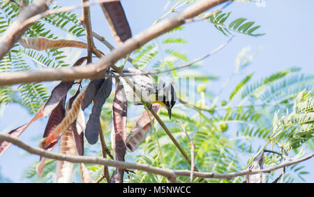 Yellow-throated Warbler (Setophaga dominica) in einem Baum gehockt in Mexiko Stockfoto