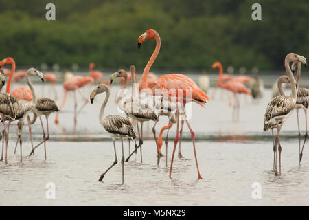 Eine Gruppe von Jugendlichen und Erwachsenen Amerikanischen flamingos Phoenicopterus ruber in der Unare Lagune Venezuela auf globalen Big Day Feier Stockfoto