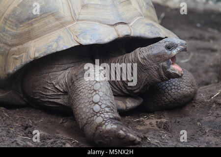 Riesenschildkröte Stockfoto