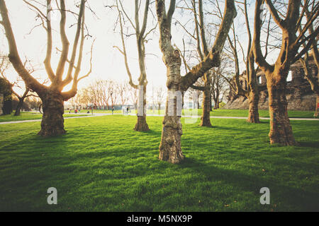 Alte Bäume mit frischem grünem Gras in einem öffentlichen Park in wunderschönen goldenen Abendlicht bei Sonnenuntergang Stockfoto