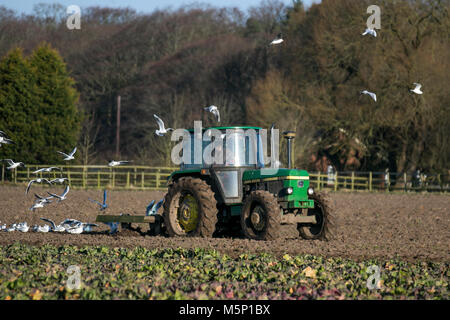 Ein John Deere 2650 Traktor, der am frühen Morgen ein frostbedecktes Feld in Tarleton, Lancashire, pflügt. Schwarzkopf-Möwenfütterung Aktivität in ihrer Verfolgung der Maschine pflügen gefrorenen Boden gehärtet durch die jüngsten scharfen Fröste. Frost verwandelte sich in den Boden, der gut für ihn war. Quelle: MediaWorldImages/AlamyLiveNews. Stockfoto