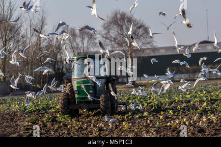Ein John Deere 2650 Traktor, der am frühen Morgen ein frostbedecktes Feld in Tarleton, Lancashire, pflügt. Schwarzkopf-Möwenfütterung Aktivität in ihrer Verfolgung der Maschine pflügen gefrorenen Boden gehärtet durch die jüngsten scharfen Fröste. Frost verwandelte sich in den Boden, der gut für ihn war. Quelle: MediaWorldImages/AlamyLiveNews. Stockfoto
