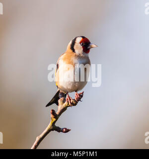 Norfolk, England, UK. 25. Februar 2018. Ein Stieglitz (Carduelis carduelis) Ernährung bei eisigen Bedingungen in einem Norfolk Garten. Quelle: Tim Oram/Alamy leben Nachrichten Stockfoto