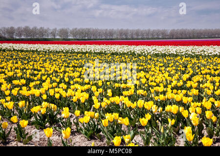 Frühling Tulpe Felder in Holland. Roten und gelben Tulpen Feld. Niederländische Glühlampe Bereich der bunte Tulpen. Schönen Außenpool Landschaft in Niederlande Stockfoto