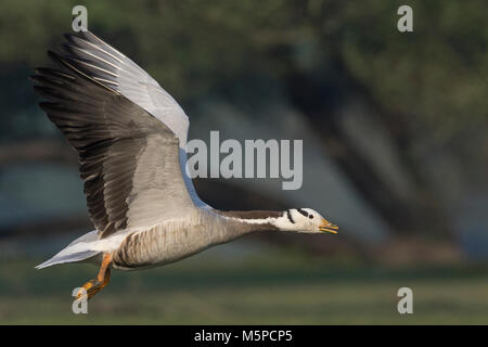 Bar-headed Goose (Anser indicus) im Flug auf Thol Vogelschutzgebiet, Gujarat, Indien. Stockfoto