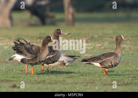 Weniger mit weißer Fassade, Gänse (Anser erythropus), bei Thol Vogelschutzgebiet, Gujarat, Indien. Stockfoto