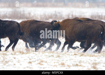 Eine Herde Wisente stampedes, in einer verschneiten winterlichen Landschaft, in Bialowieza Nationalpark, in Polen. Stockfoto