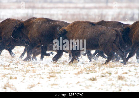Eine Herde Wisente stampedes, in einer verschneiten winterlichen Landschaft, in Bialowieza Nationalpark, in Polen. Stockfoto